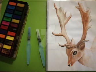 Watercolour Deer