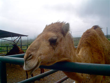 A Camel