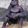 Just Bein' A Gorilla