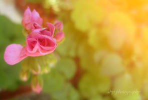 pink flower