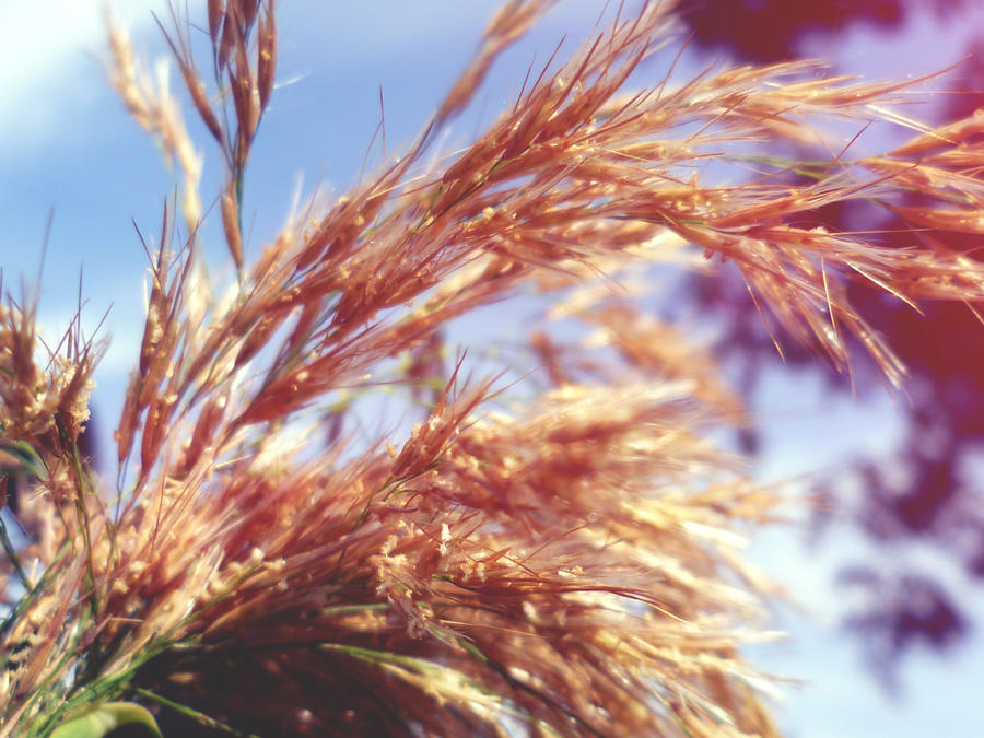 bulrush