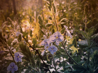 Morning blue  flowers