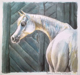 Horse watercolor gift 2