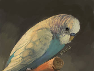 Budgie portrait [3DS]