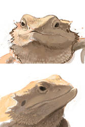 Bearded Dragon studies [3DS]