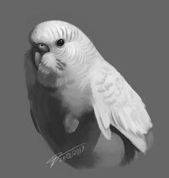 Budgie study