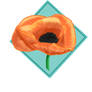 Poppy (flower garden)