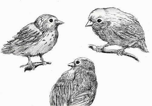 Bird Study