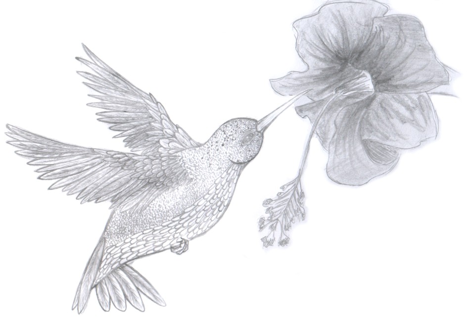 humming-bird