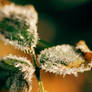 Warm Frost II