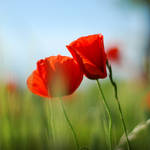 Pure Poppy by kabbi