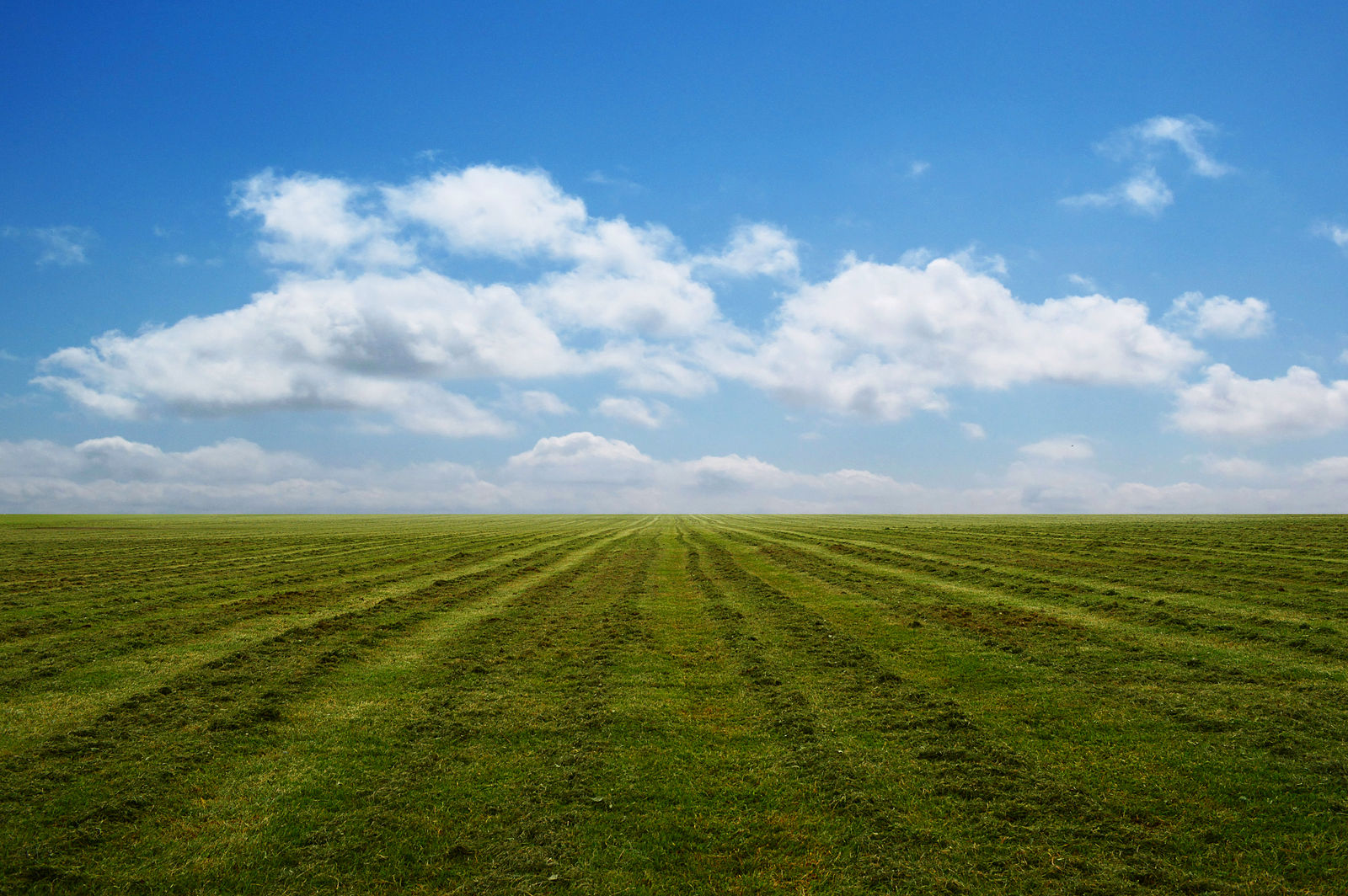Field1 by MindSqueeZe on DeviantArt