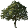 Tree5