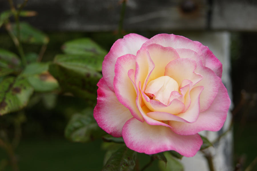 Simply Beautiful Roses Simply Rose by michellerena on DeviantArt
