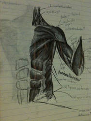 Anatomy Drawing 1