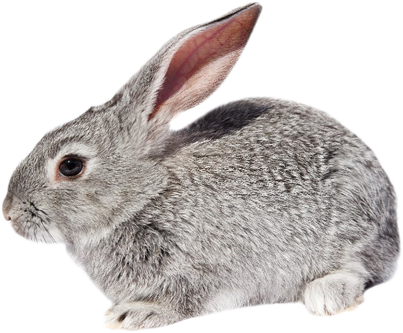 Rabbit PNG by heemipetal2004 on DeviantArt
