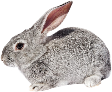 Rabbit PNG