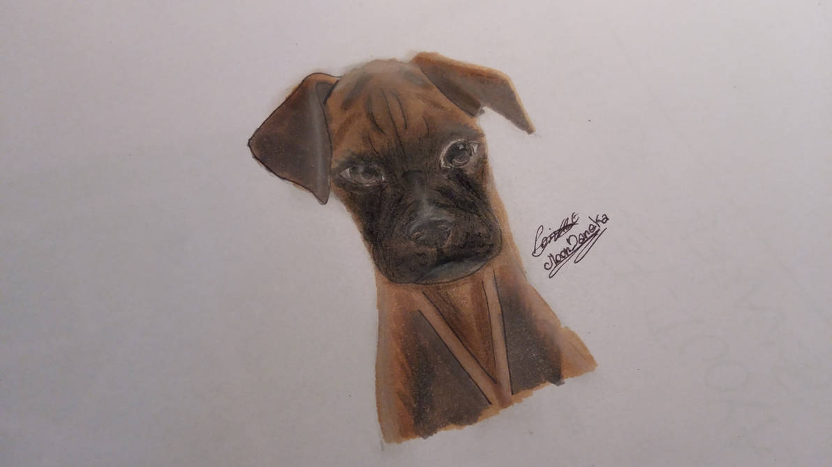 Deviantart Boxer Dog Dog Boxer by moondaneka on DeviantArt