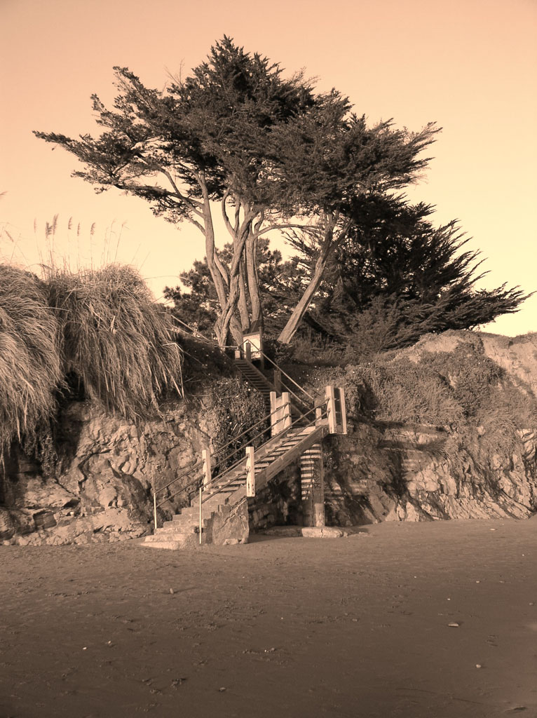 Wooden stairs sprout a tree