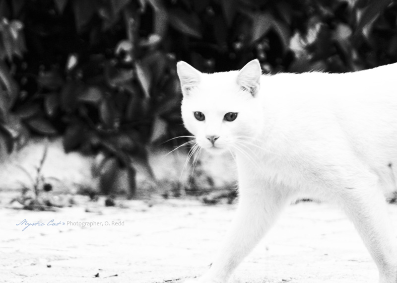 White Cat