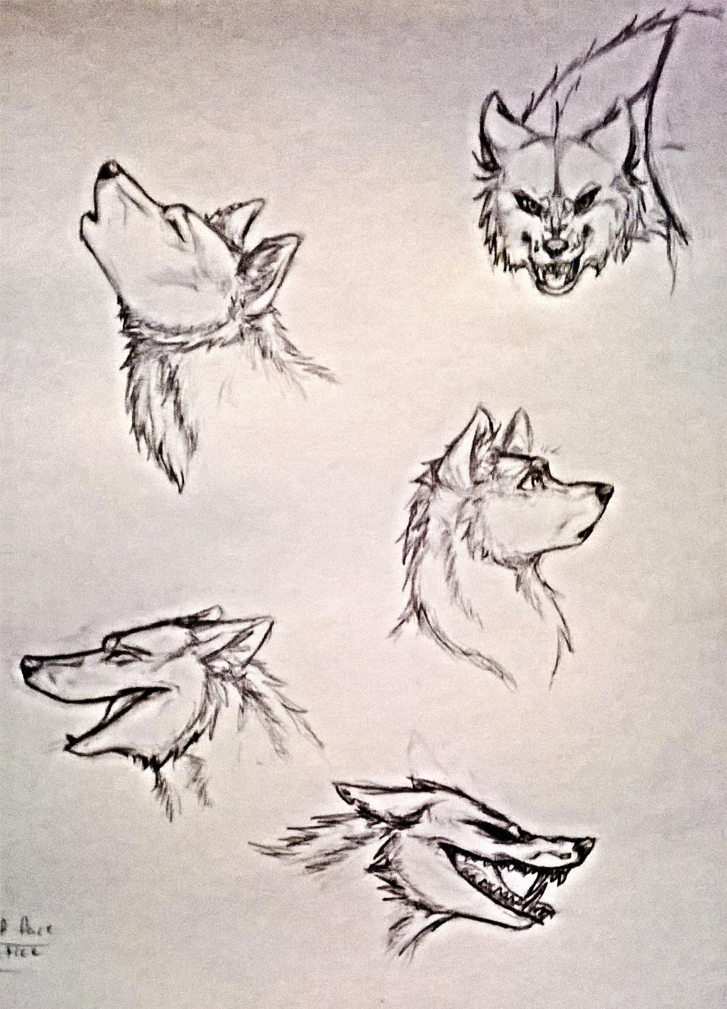 wolf head practice