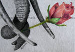 the rose by photonline
