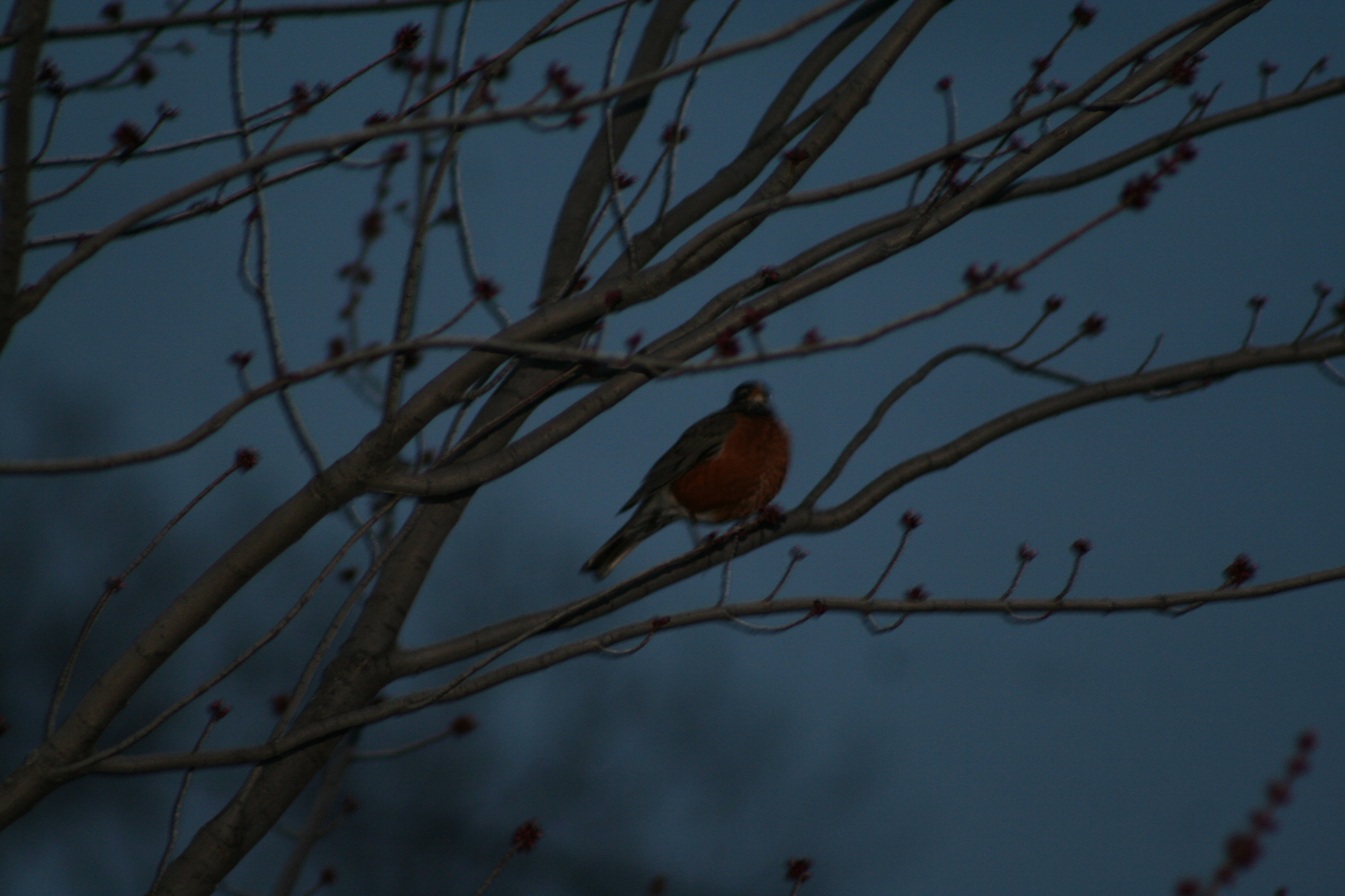 bird in blue