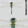 Dragonfly Watercolor - closeups