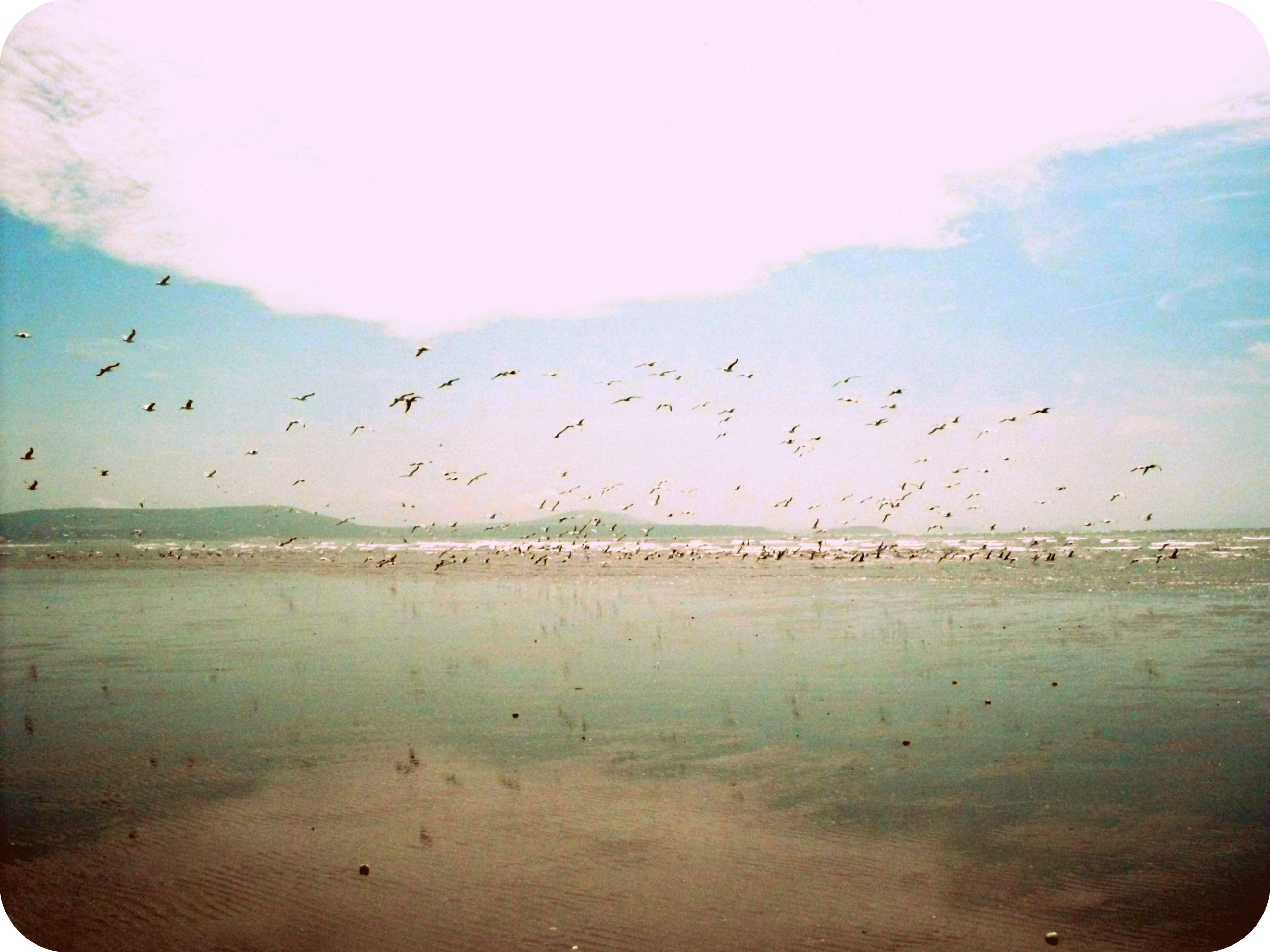 Sand,Sea and Birds