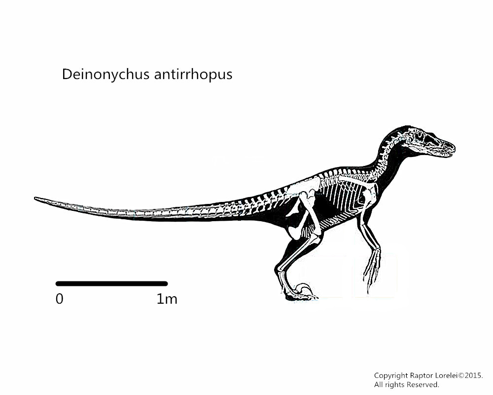 Deinonychus (Deinonychus antirrhopus) Dimensions & Drawings