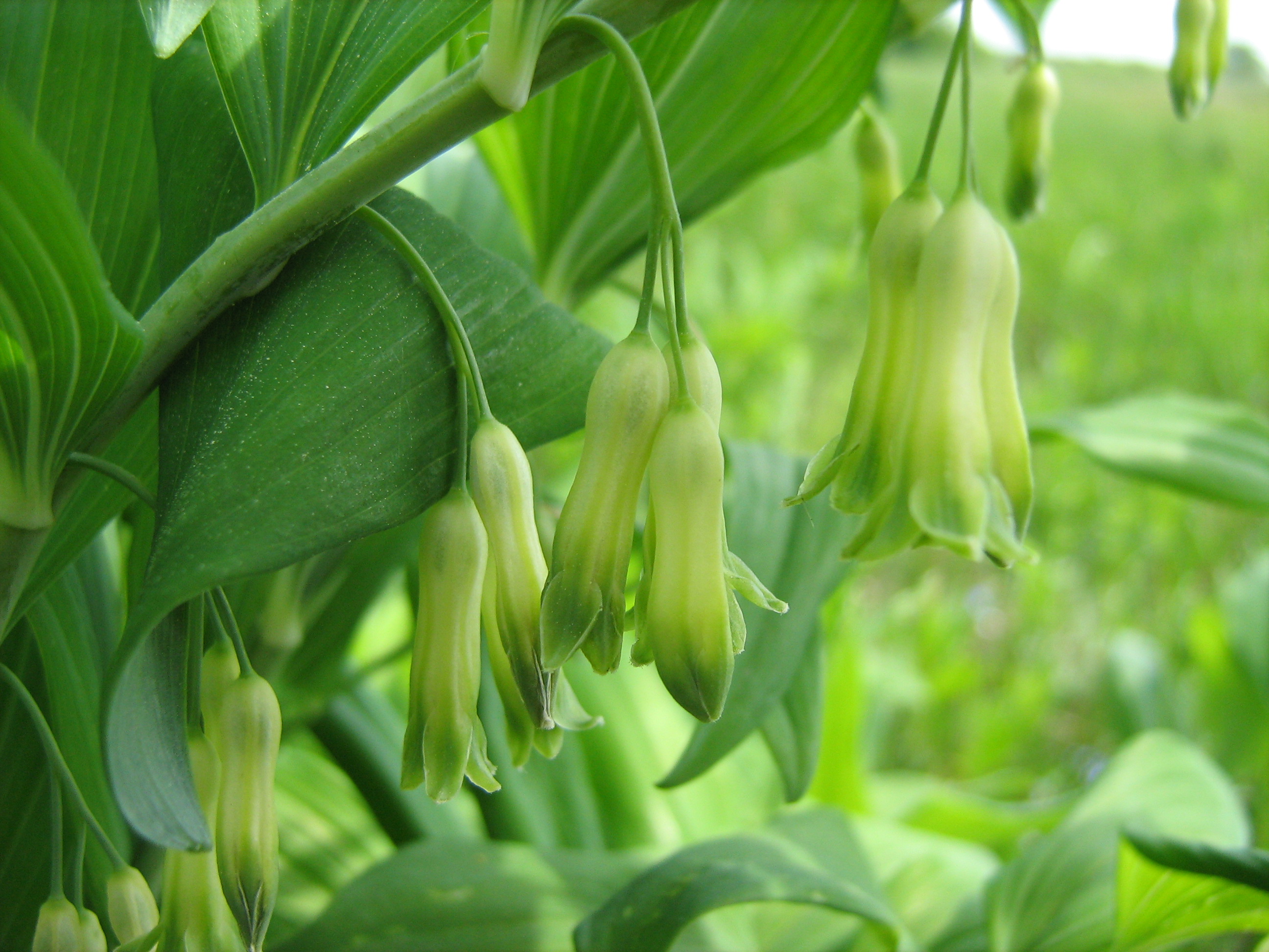 Polygonatum close-up