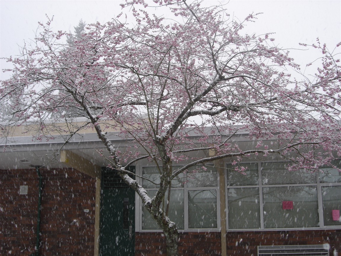 A tree covered in snow.