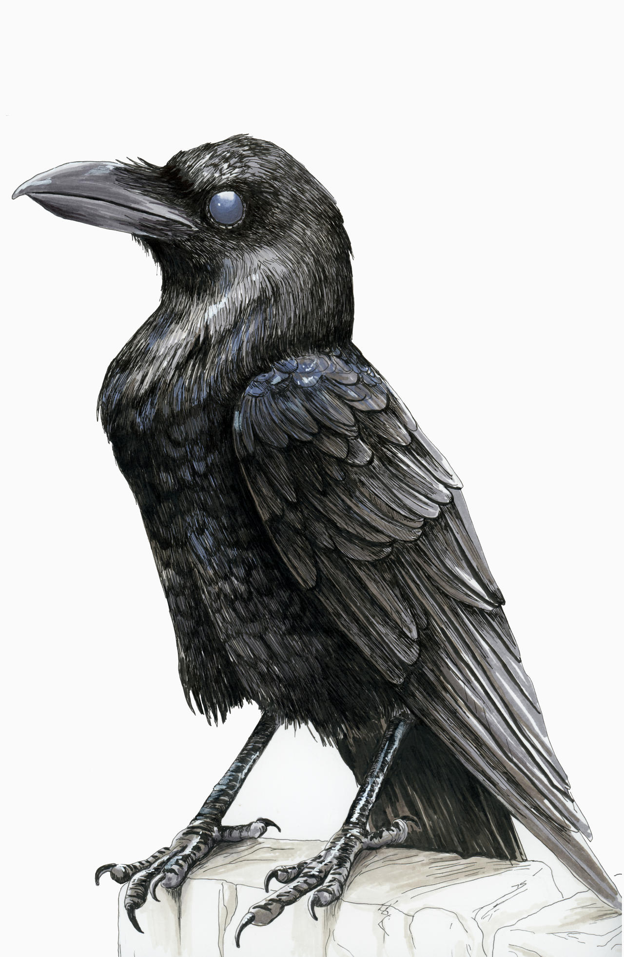 Crow Study by theBadWolfsBurrow on DeviantArt