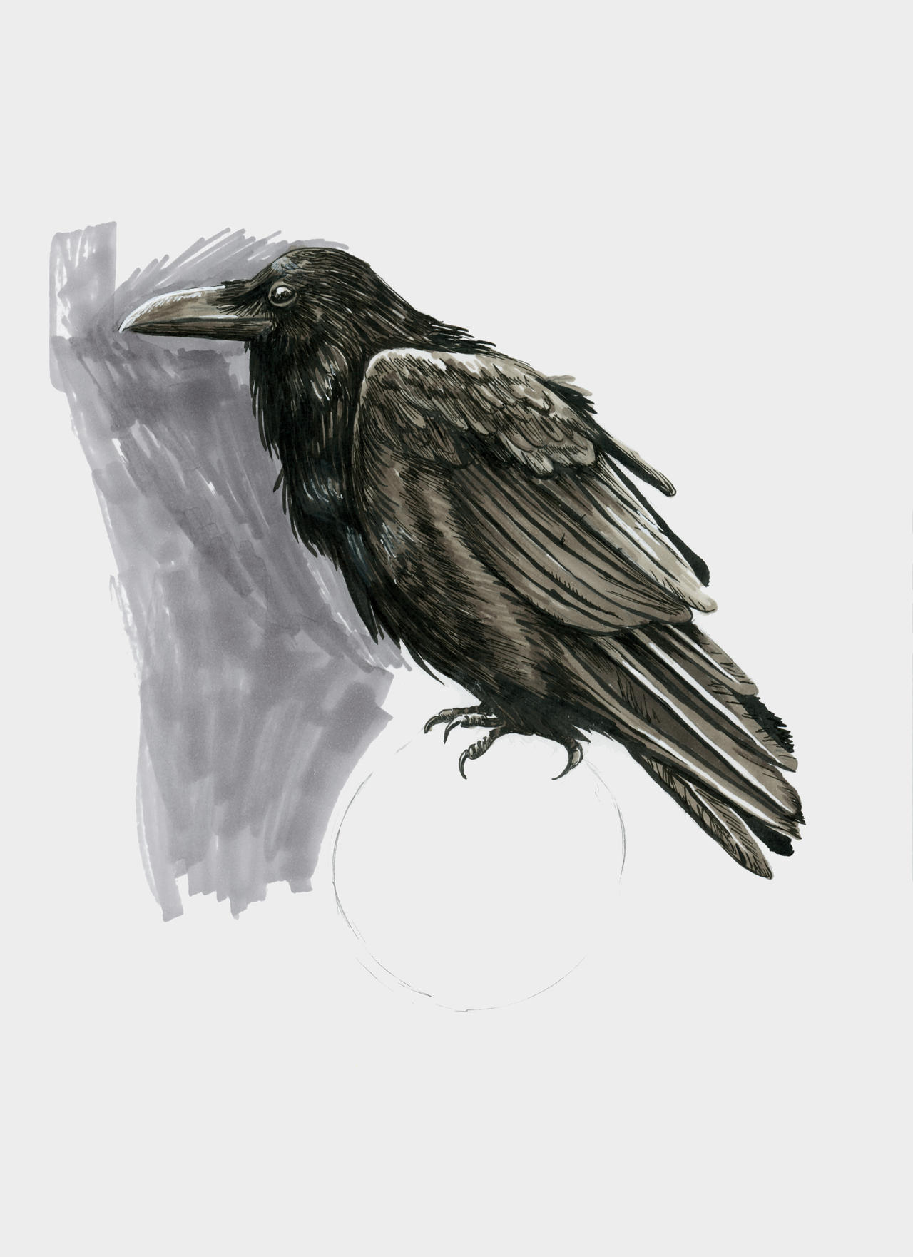 Raven Study by theBadWolfsBurrow on DeviantArt