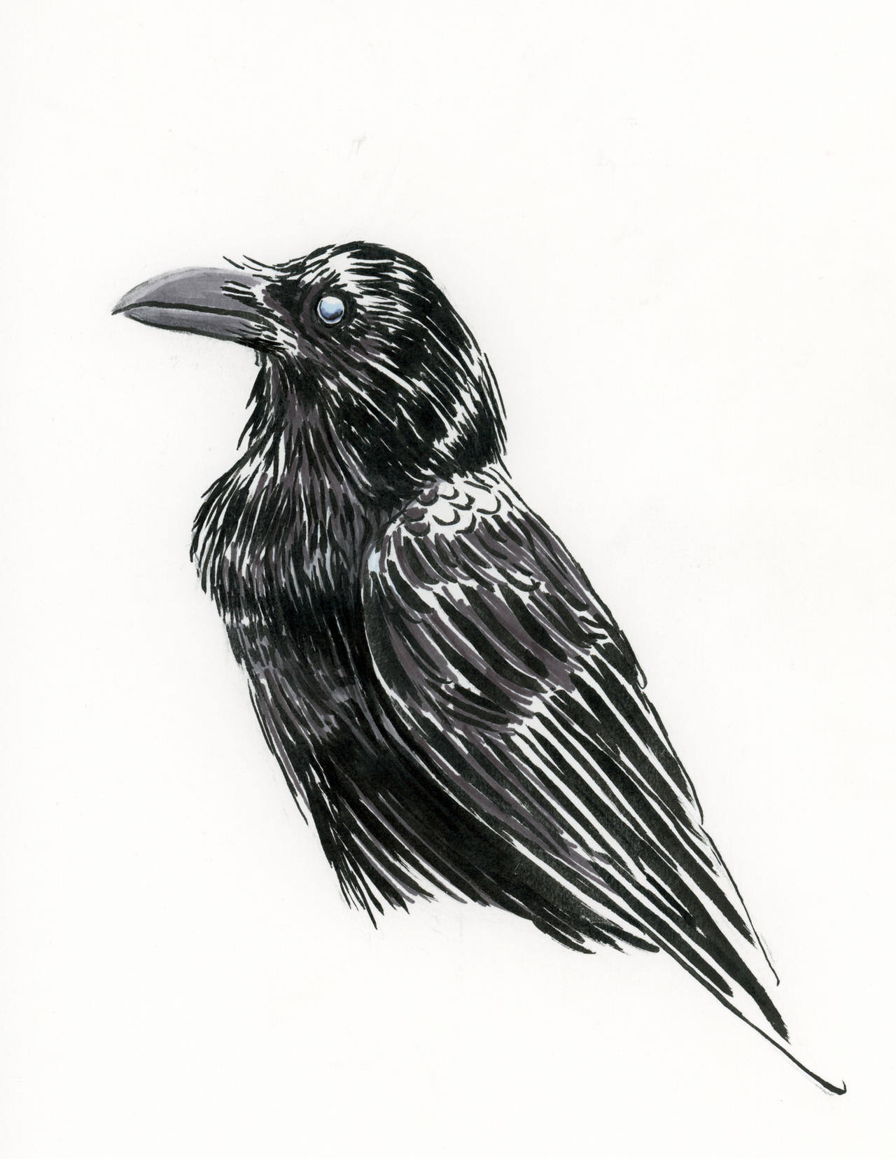 Raven study 2 by theBadWolfsBurrow on DeviantArt