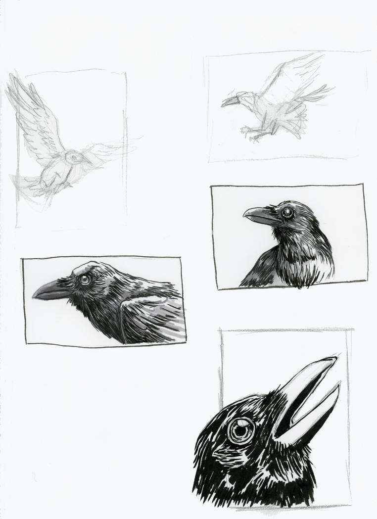 Raven Study 3 by theBadWolfsBurrow on DeviantArt