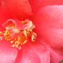 Georgia Camelia