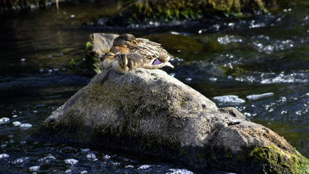 Sleeping Ducks on a Stone