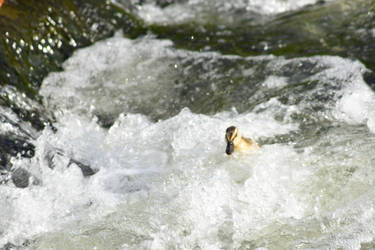 Baby Duck in Strong Currents 1