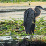 Heron