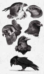 Bird studies