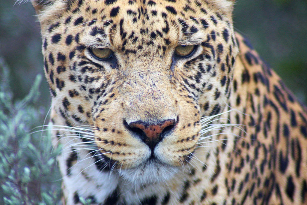 Sorry Leopard Leopard is Not Amused by Riley82 on DeviantArt