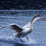 Swan landing