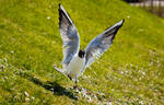 Black-headed gull by KoljaNa