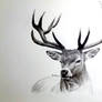 charcoal drawing of a deer