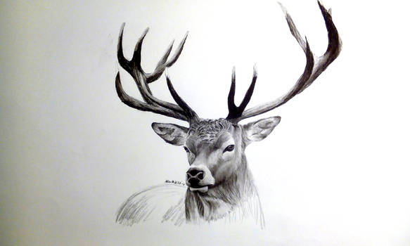 charcoal drawing of a deer