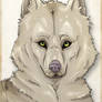 Free to use  -wolf-