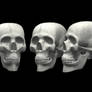 skulls