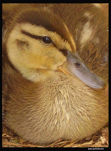 Duckling