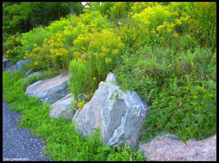 Little Garden